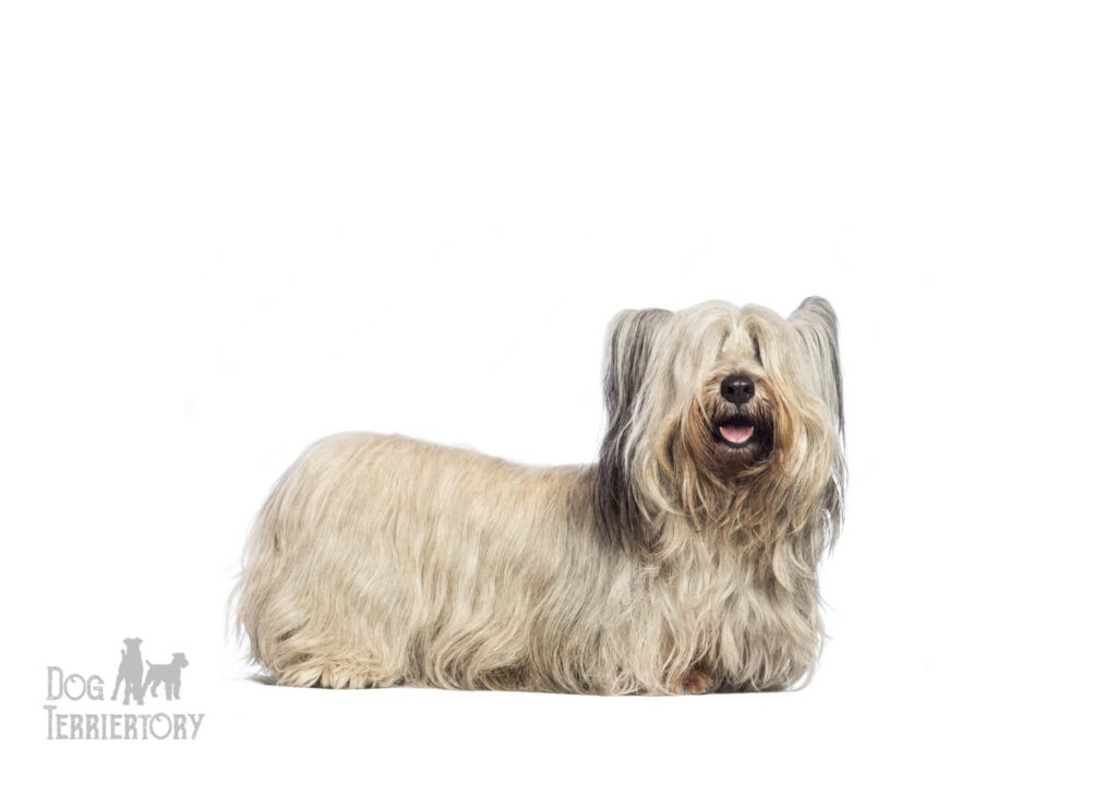 Skye Terrier