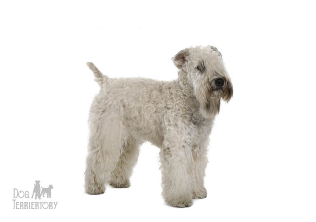 Soft-coated Wheaten Terrier