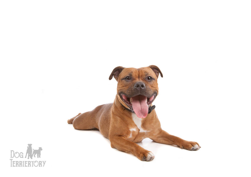 Staffordshire Bull Terrier