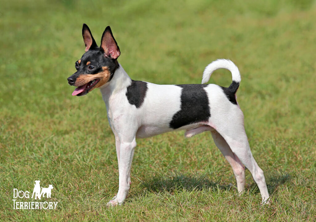 Toy Fox Terrier