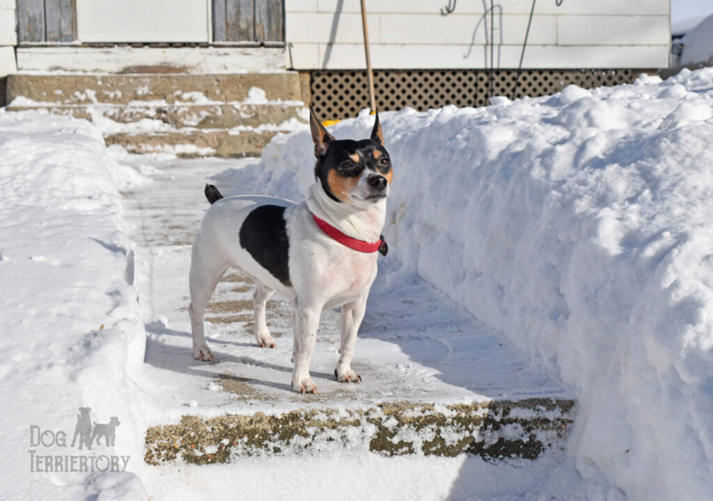 Teddy Roosevelt Terrier