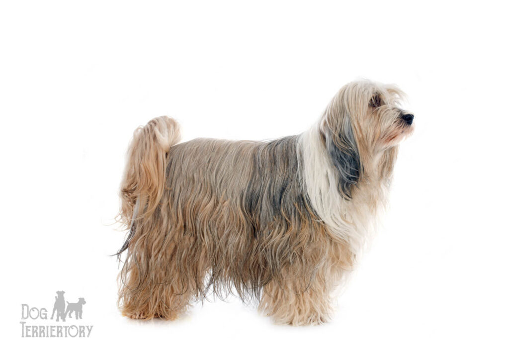 Tibetan Terrier