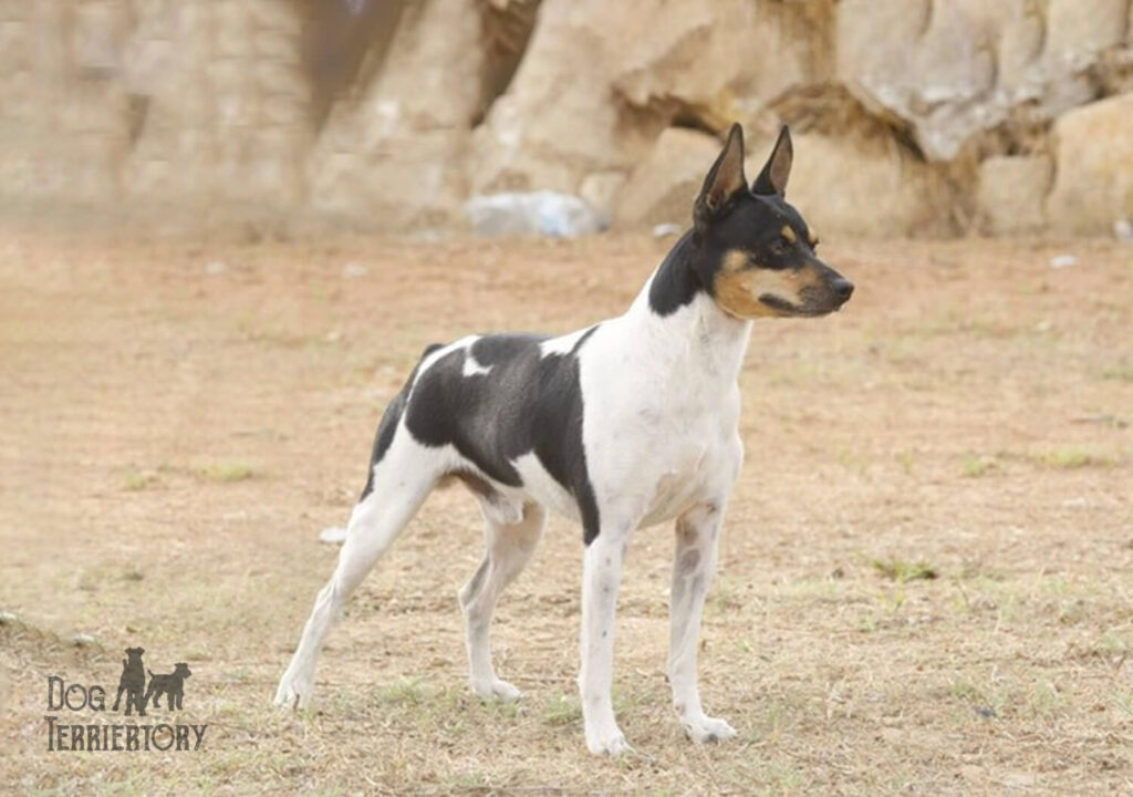 Valencian Rat Terrier