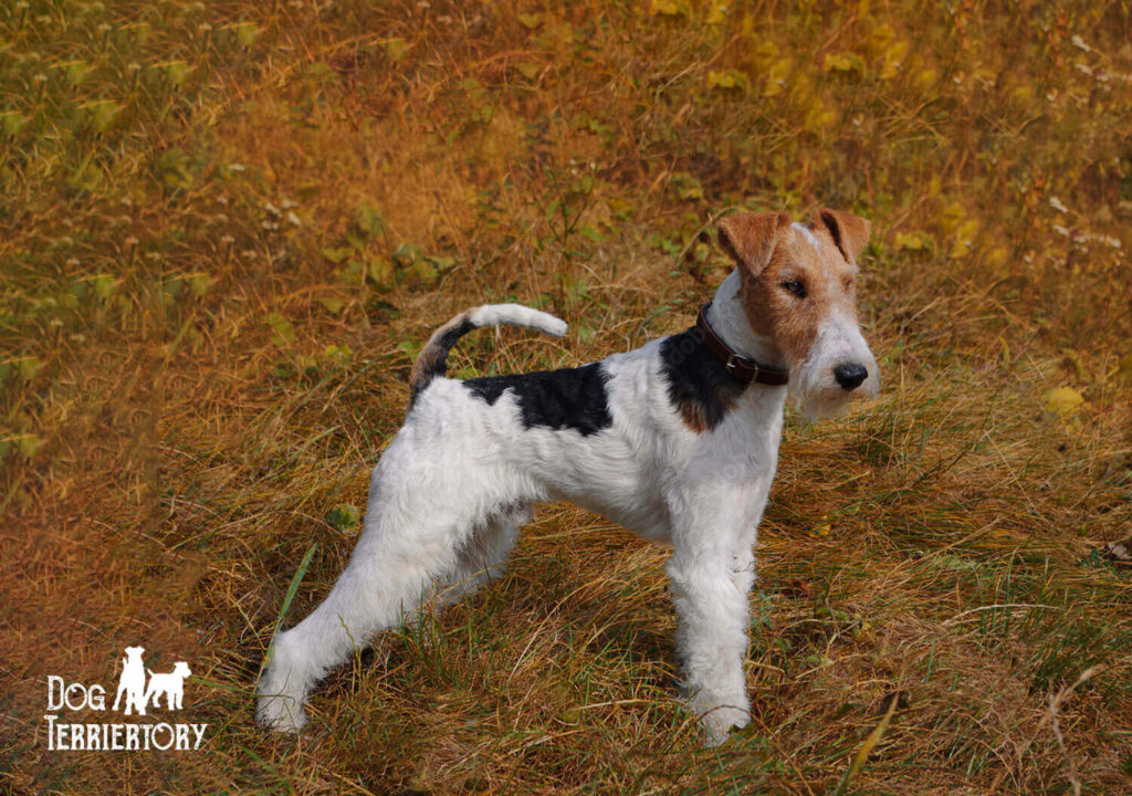 Wire Fox Terrier