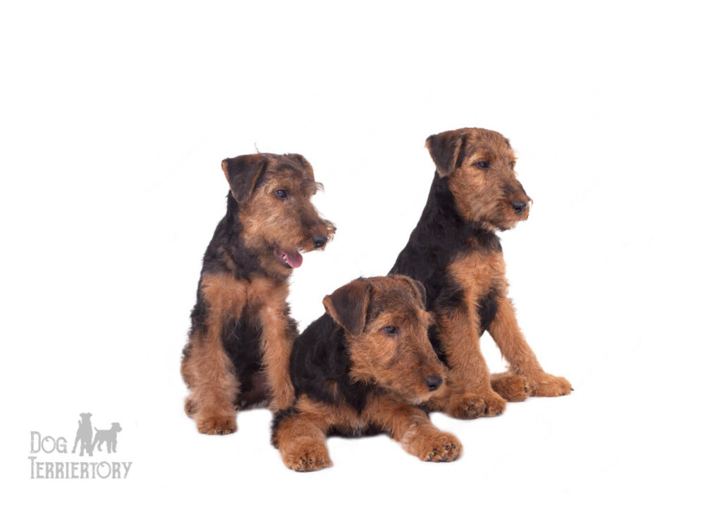 Welsh Terrier