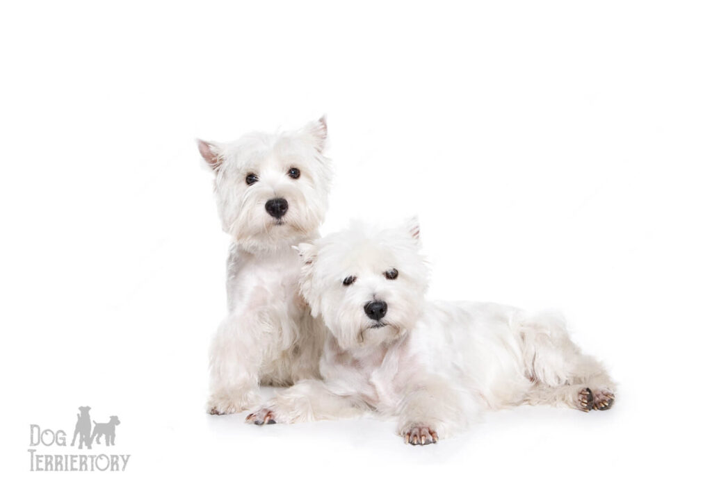 West Highland White Terrier