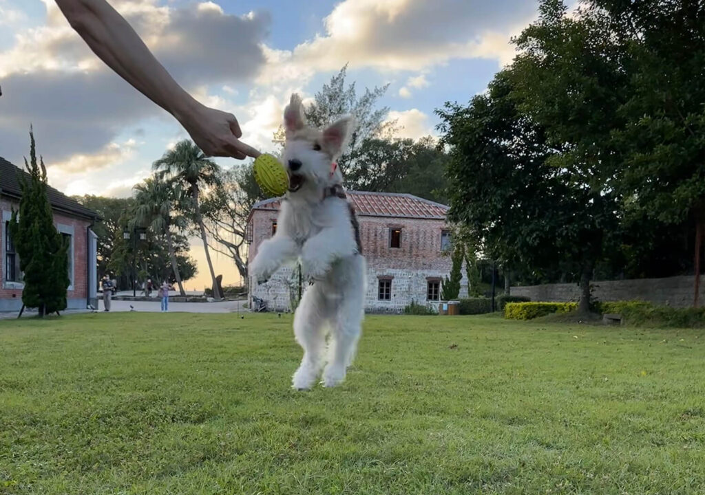 Wire Fox Terrier Jumping to Catch a Ball