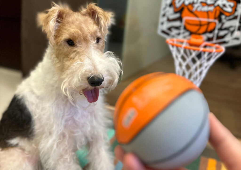 Wire Fox Terrier Playing Mini Basketball