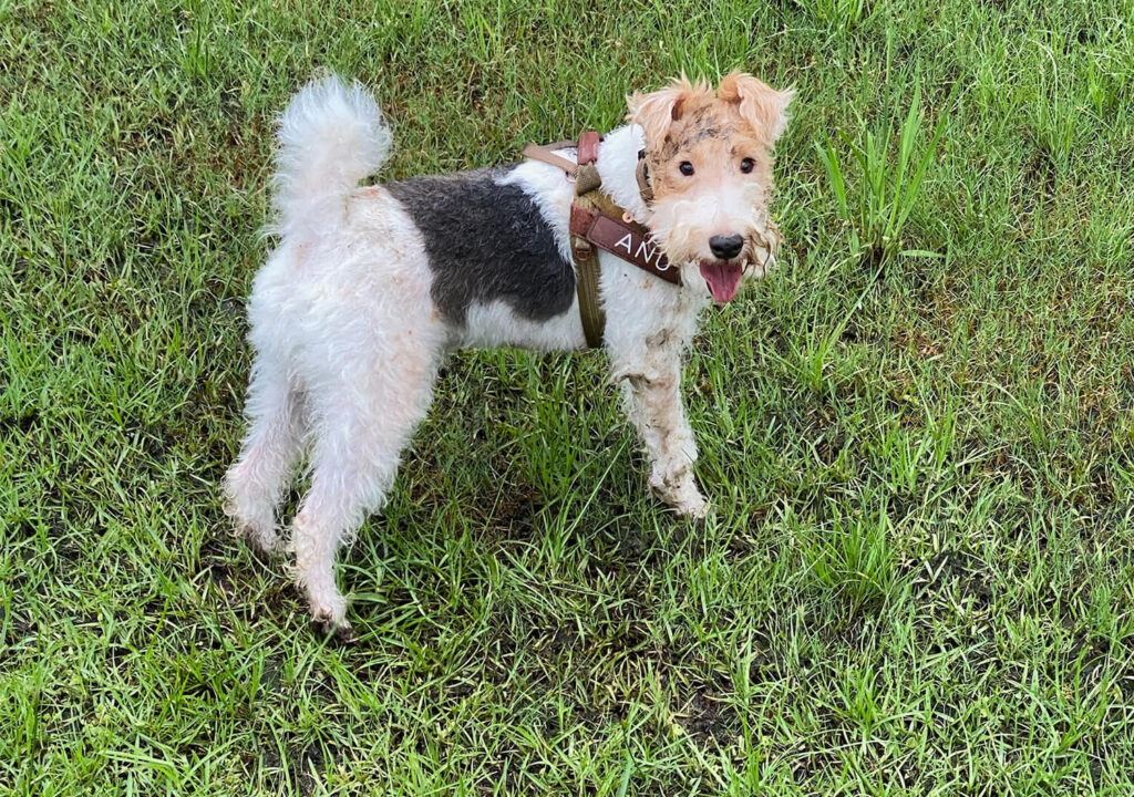 Wire Fox Terrier Playing in the Mud