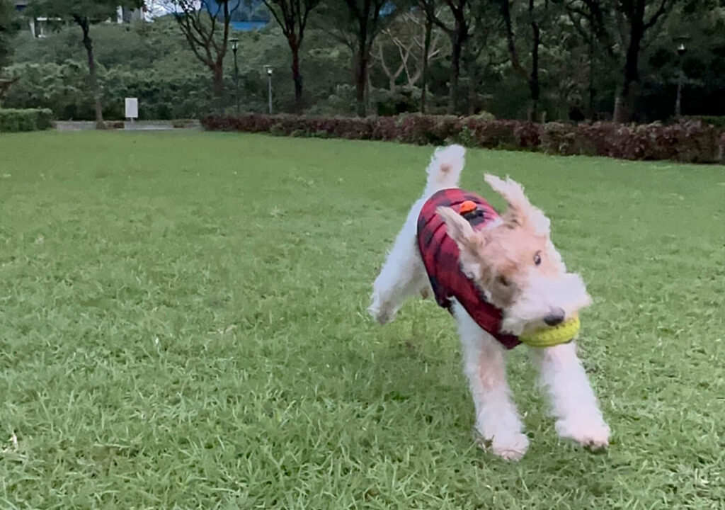 Wire Fox Terrier Chasing After a Ball in a Park