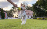 Wire Fox Terrier Jumping To Catch a Ball