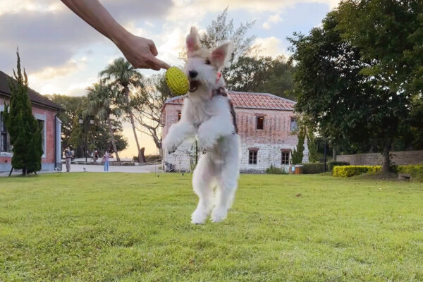 Wire Fox Terrier Jumping To Catch a Ball