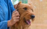 Hand Stripping Irish Terrier