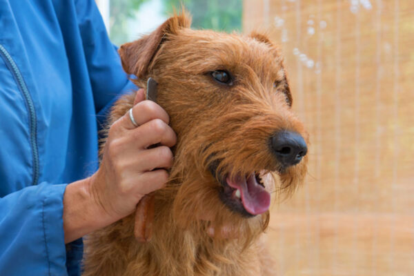 Hand Stripping Irish Terrier