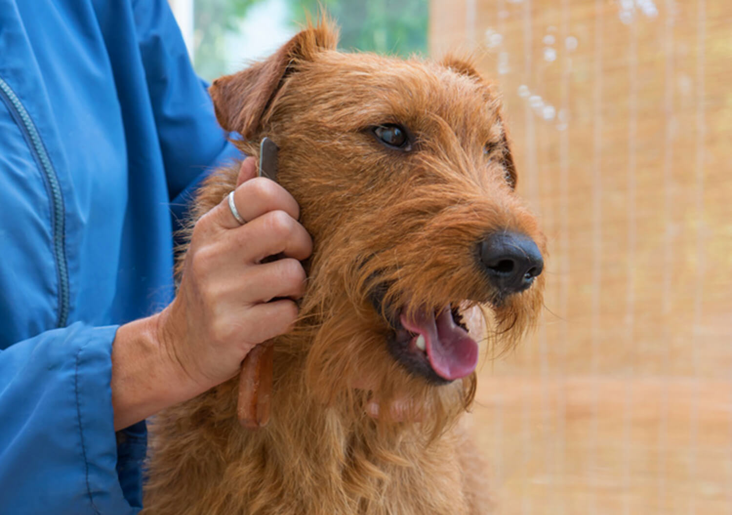 Wire fox clearance terrier hand stripping