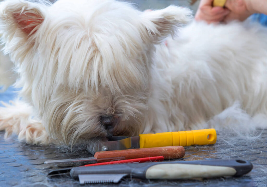 Hand Stripping West Highland White Terrier