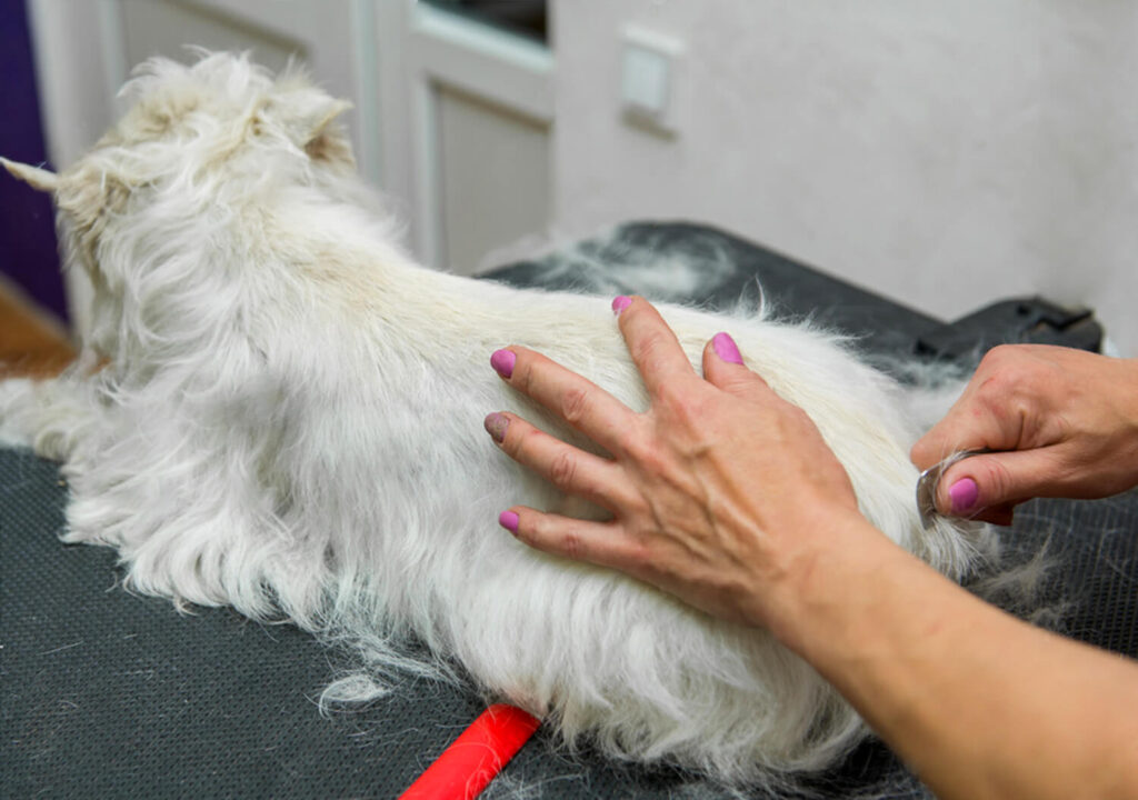 Hand Stripping West Highland White Terrier