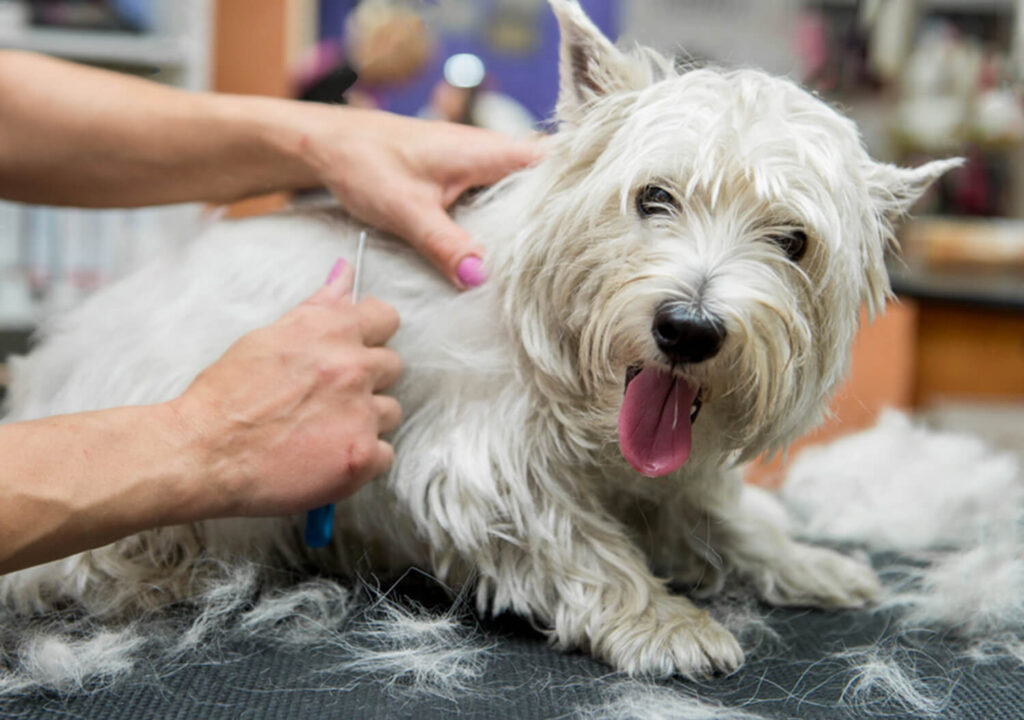 Hand Stripping West Highland White Terrier