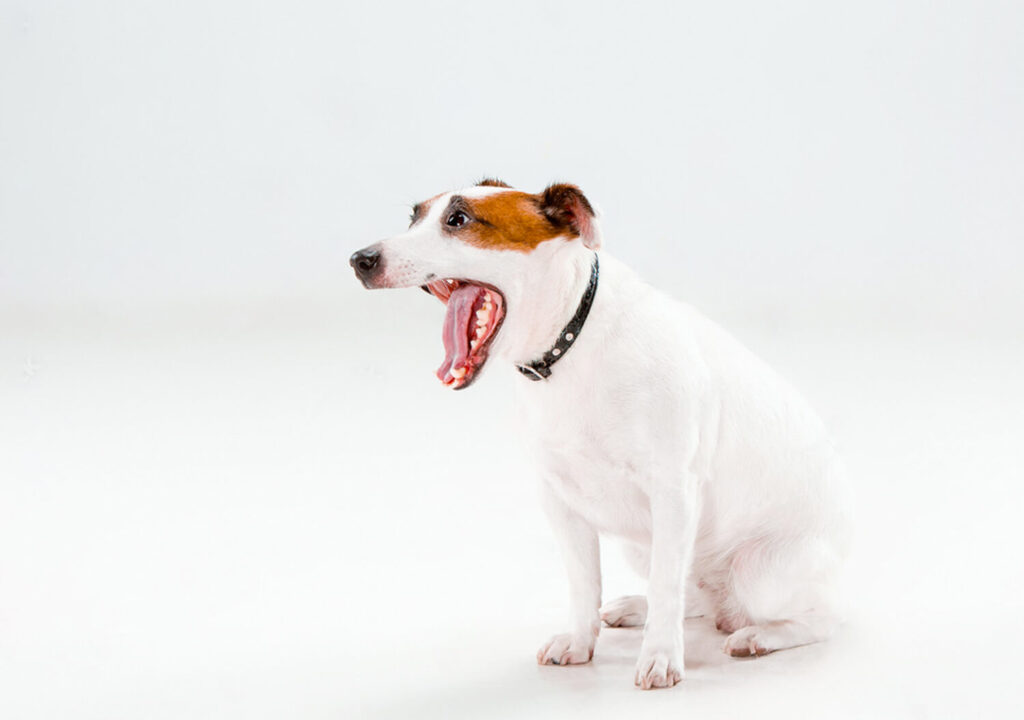 Jack Russell Terrrier Pros & Cons - Smart, Loyal, Barking