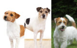 Jack Russell Terrier and Parson Russell Terrier and Russell Terrier