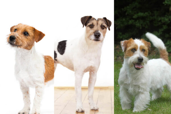 Jack Russell Terrier and Parson Russell Terrier and Russell Terrier