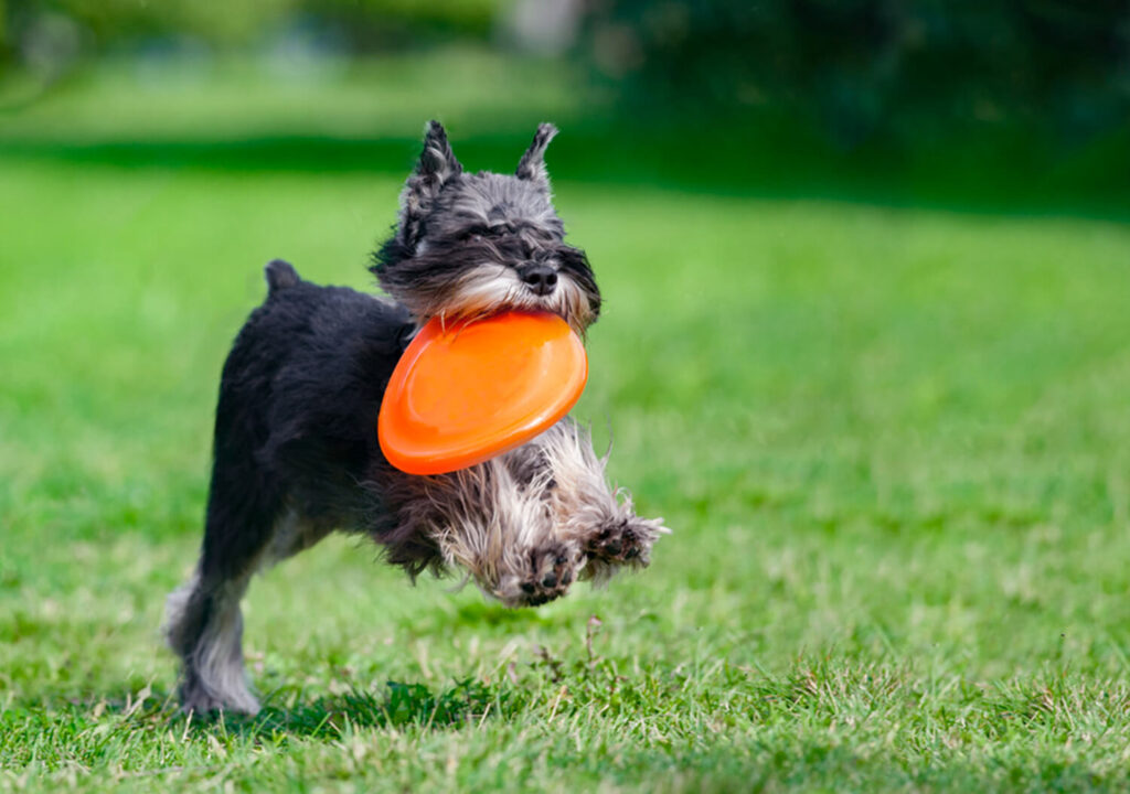 Miniature Schnauzer Running with a Frisbee