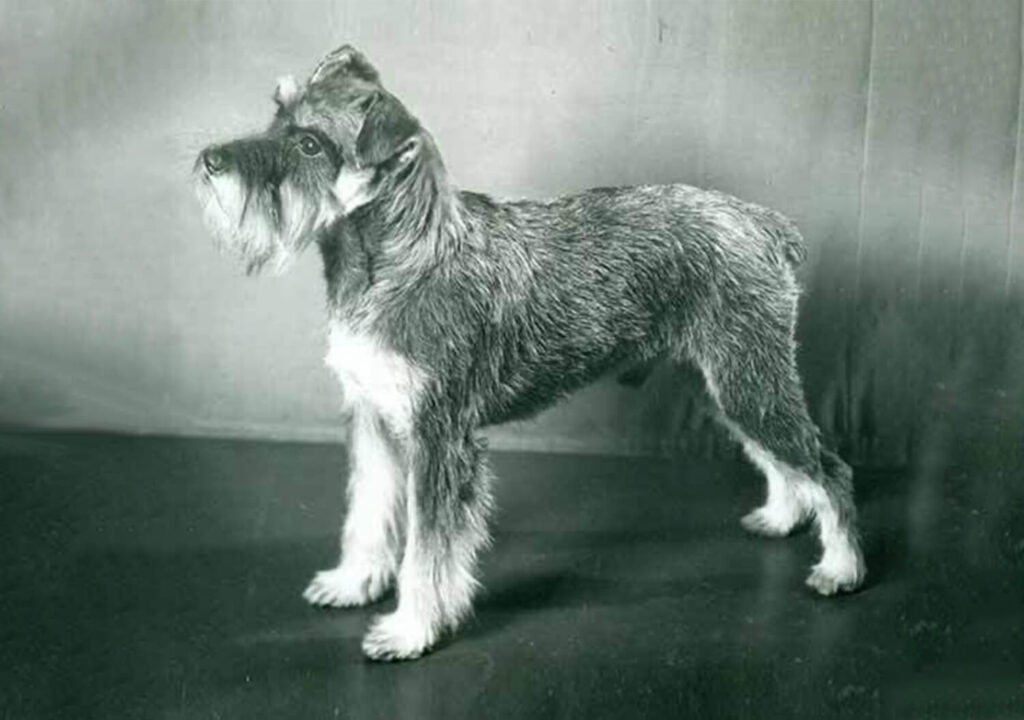 1800s Miniature Schnauzer