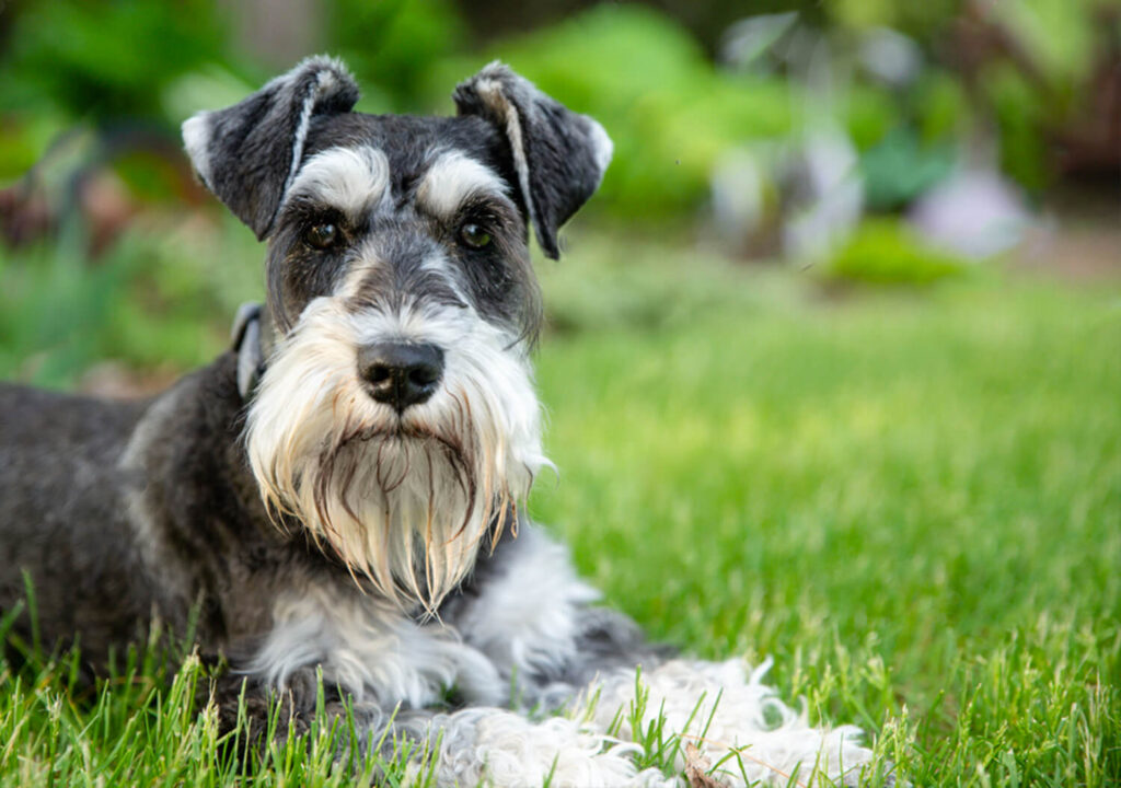 Miniature Schnauzer Laying on the Ground