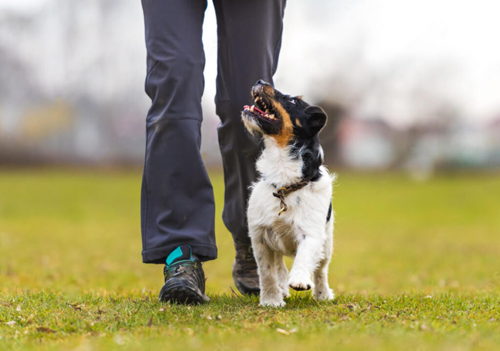 Jack Russell Terrier Learning Heelwork While Gazing at his Owner