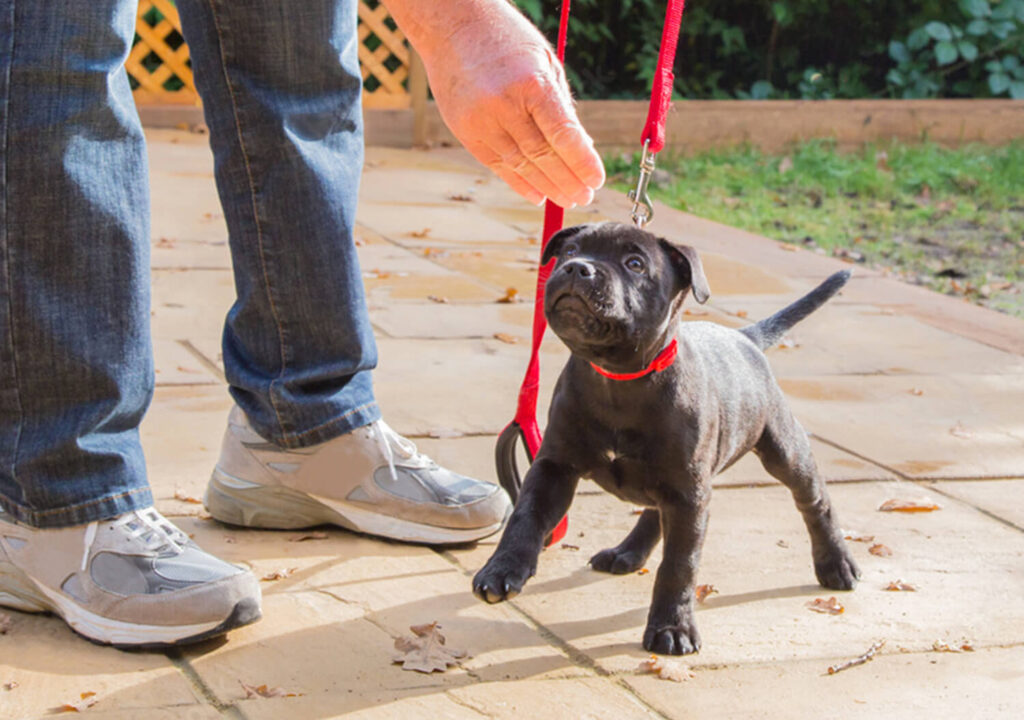 Lure Training a Ptibull Terrier