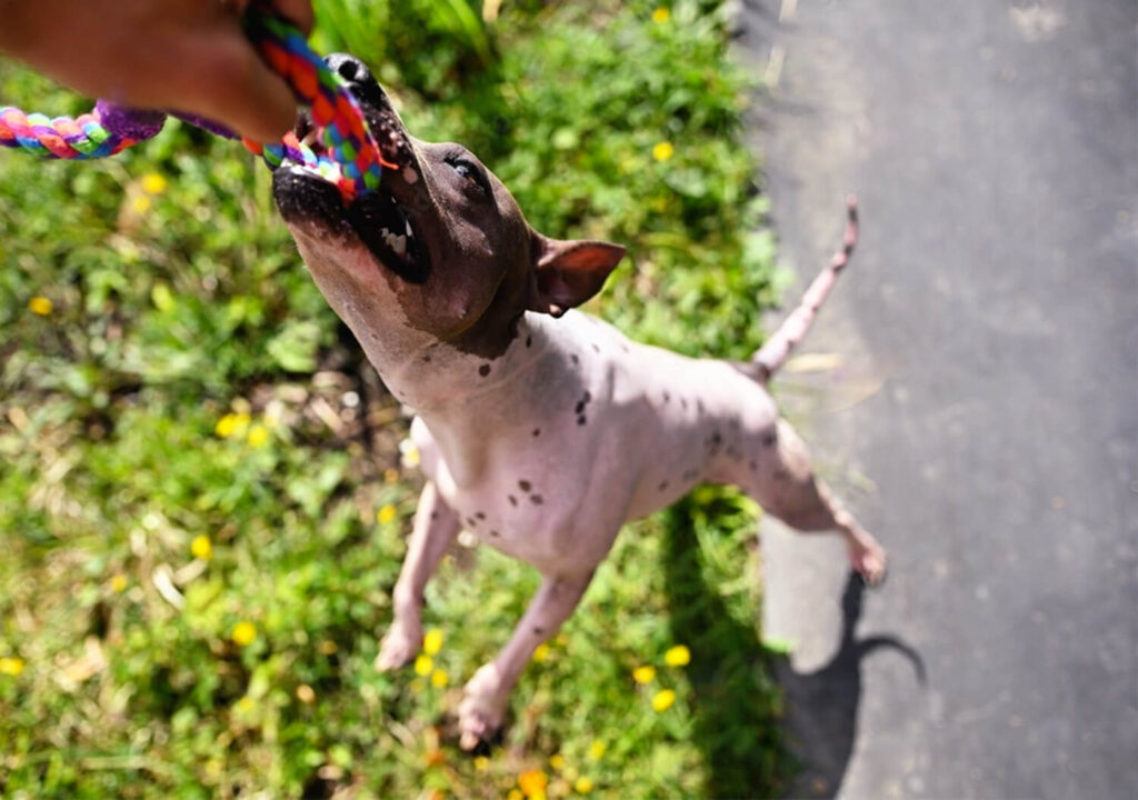 American Hairless Terrier Biting a Leash