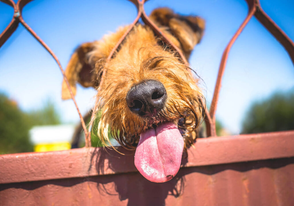 Airedale Terrier Sticking Nose Through a Fence with its Tongue Out