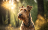 Airedale Terrier in the Woods