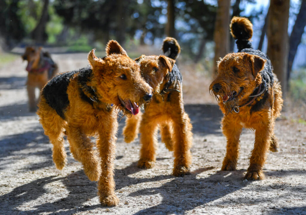 Four Airedale Terriers Running