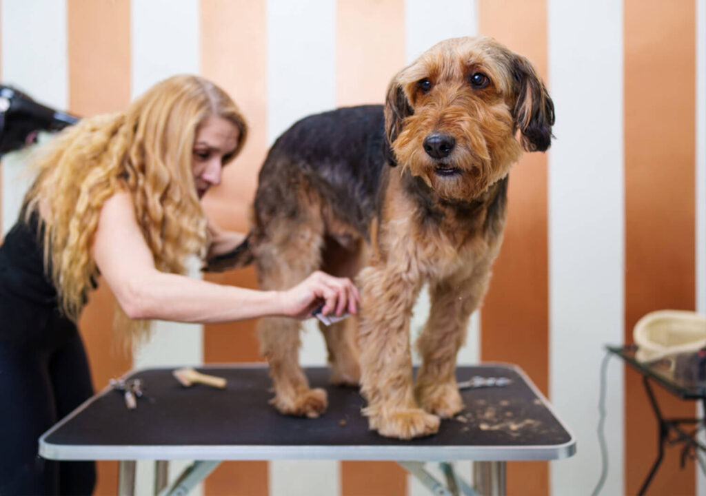 Airedale on a Grooming Table