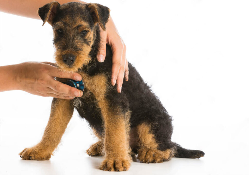 Airedale Terrier Checked for Heartrate