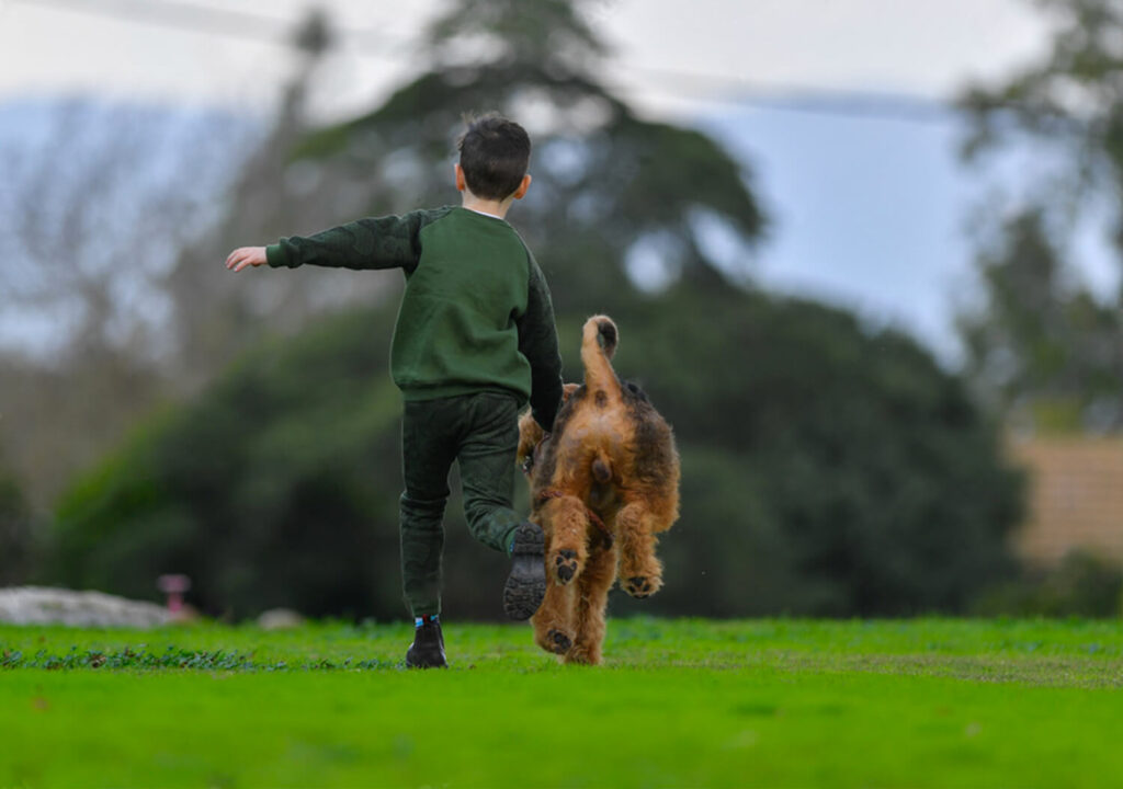 Airedale Terrier Running with a Boy