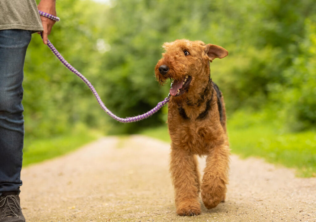 Airedale Terrier Taking a Walk on a Leash