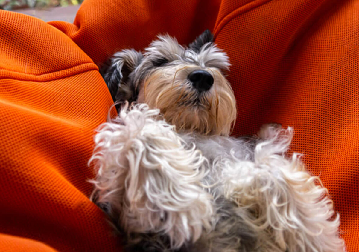 Miniature Schnauzer Laying on a Cushion