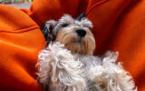 Miniature Schnauzer Laying on a Cushion