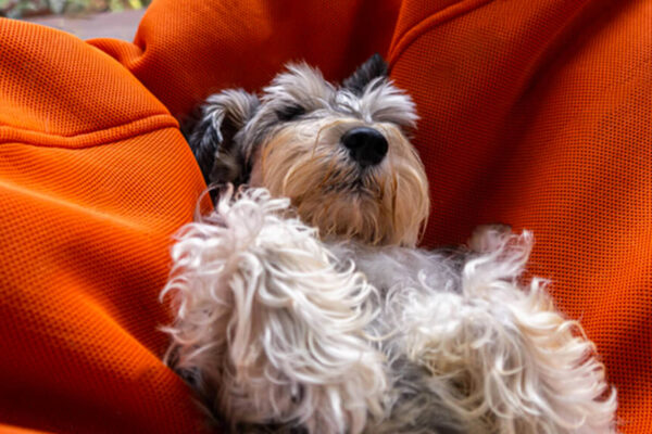 Miniature Schnauzer Laying on a Cushion