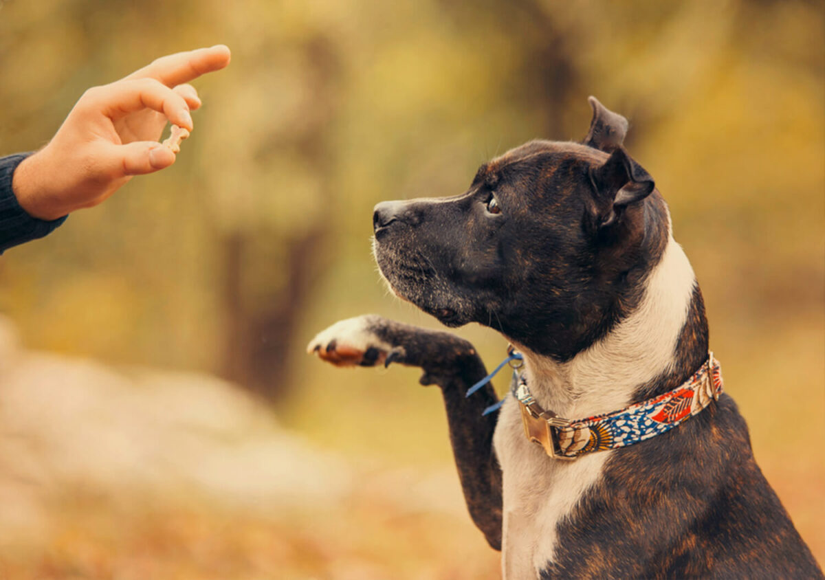 american Staffordshire Terrier Waiting for Treats