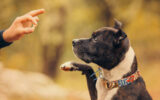 american Staffordshire Terrier Waiting for Treats