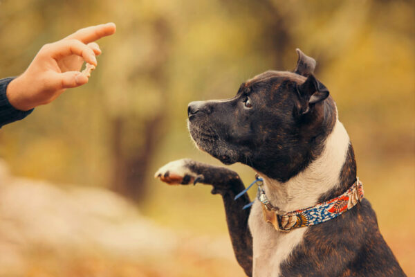 american Staffordshire Terrier Waiting for Treats