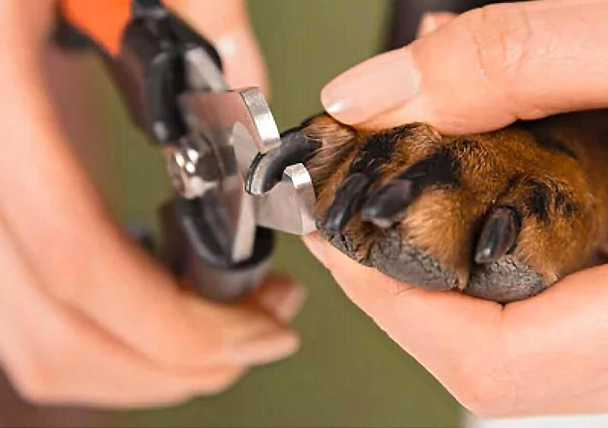 Trimming a Dog's Black Nail