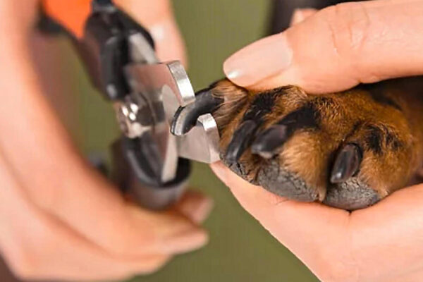 Trimming a Dog's Black Nail